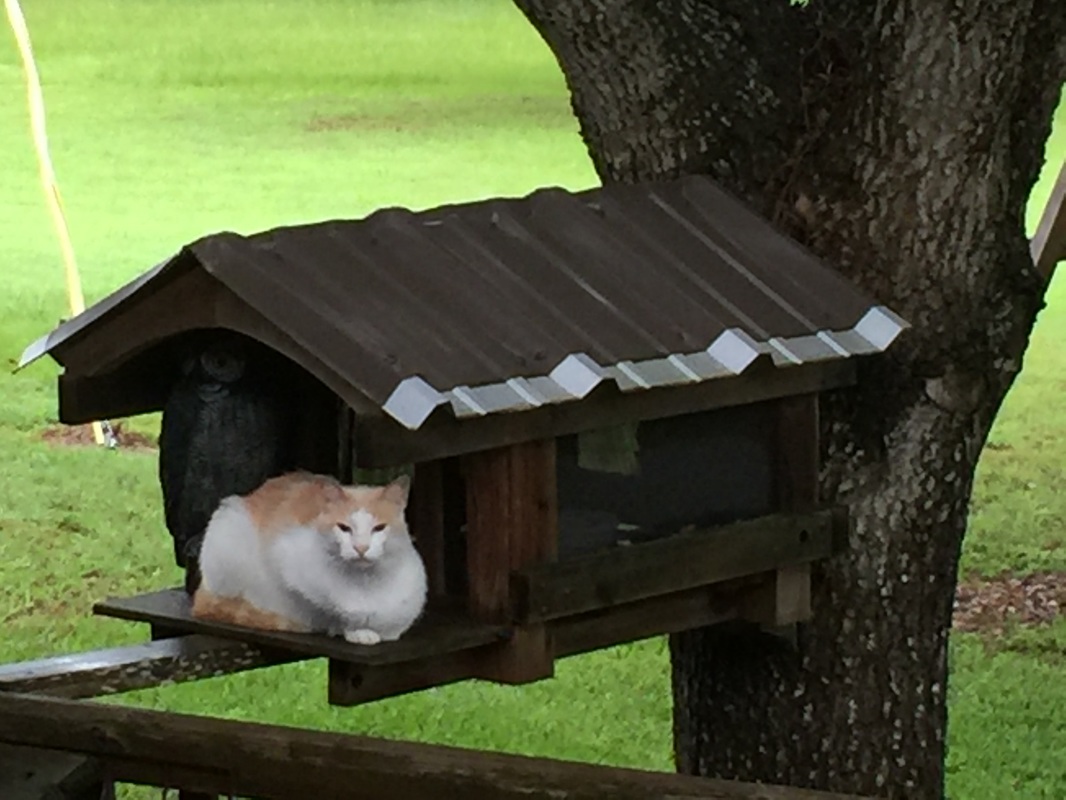 George the Cat in Front of His Custom Cat House